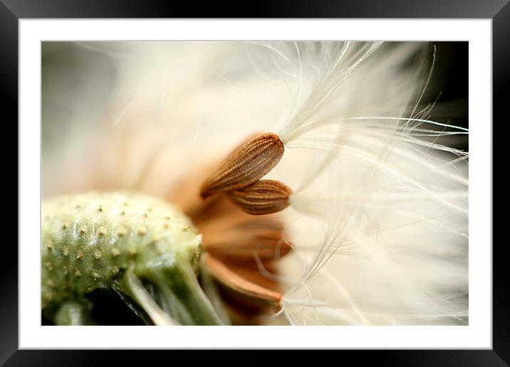 In the Breeze Framed Mounted Print by Sharon Johnstone
