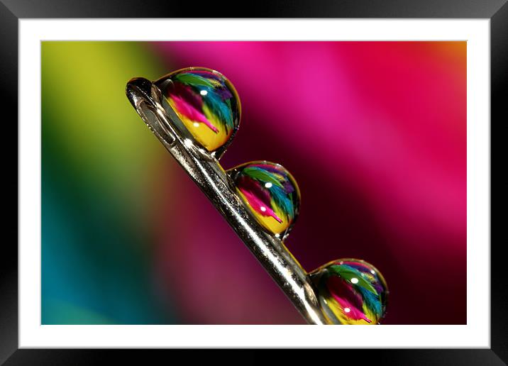 Tropical Droplets Framed Mounted Print by Sharon Johnstone