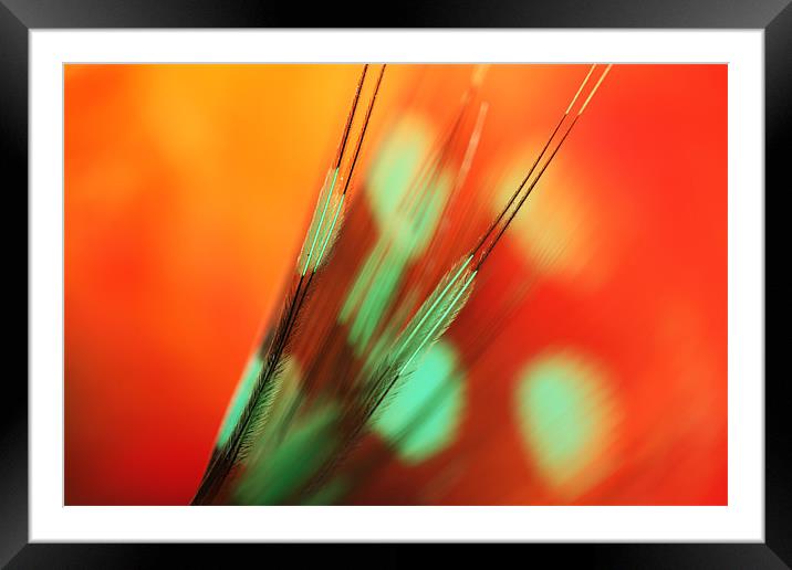 Feather Abstract in Orange Framed Mounted Print by Sharon Johnstone