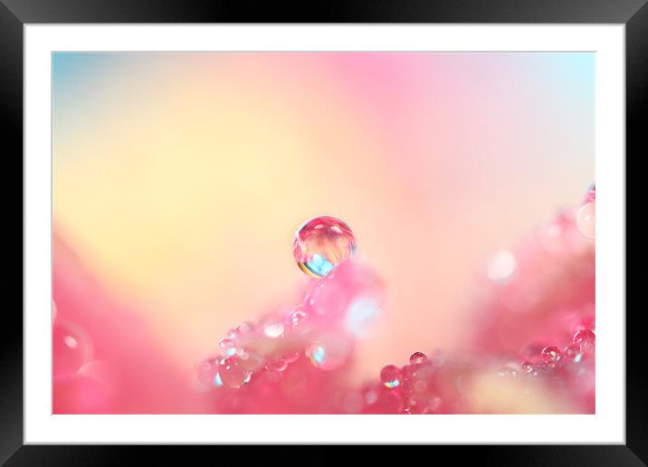 Candy Pink Framed Mounted Print by Sharon Johnstone