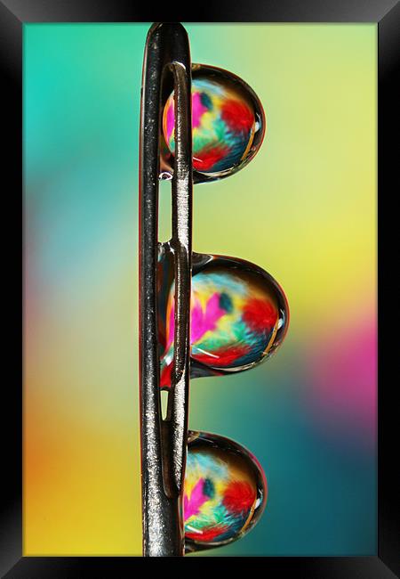 Needle with Tropical Droplets Framed Print by Sharon Johnstone