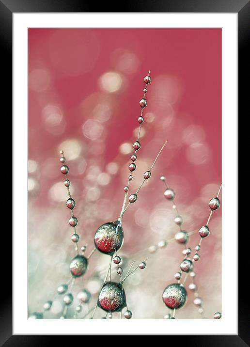 Cactus Sparkles in Pink Framed Mounted Print by Sharon Johnstone