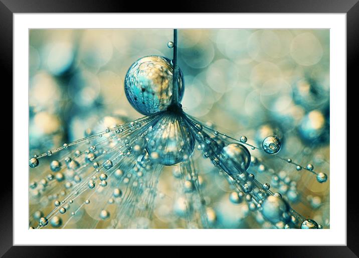 Dandy Sprinkles Framed Mounted Print by Sharon Johnstone