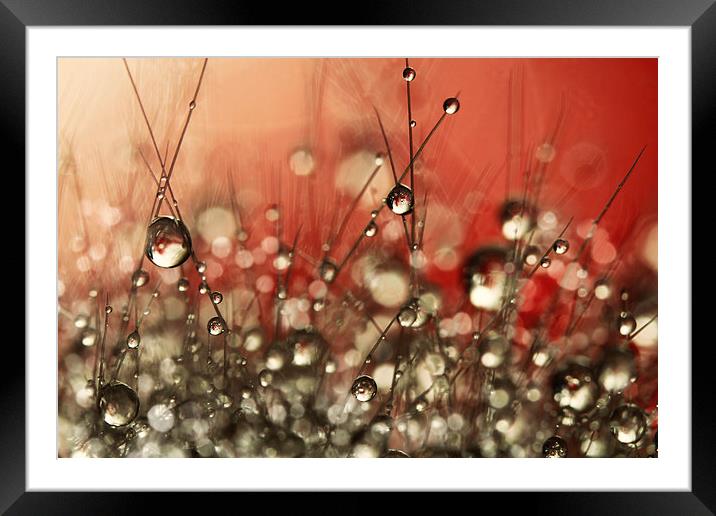 Riot Red Cactus Sparkles Framed Mounted Print by Sharon Johnstone