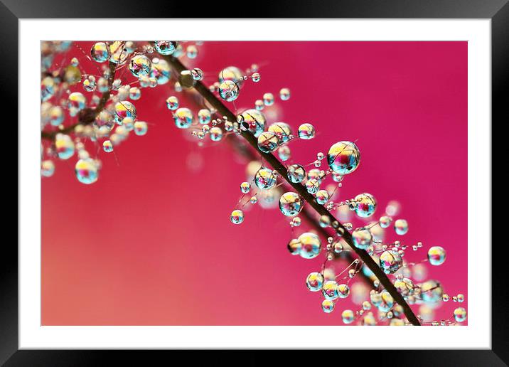 Smoking Pink Drops II Framed Mounted Print by Sharon Johnstone