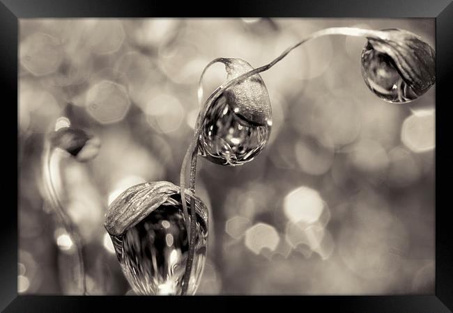 Moss Drops in B&W Framed Print by Sharon Johnstone