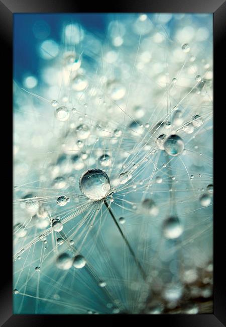 Dandelion Starburst Framed Print by Sharon Johnstone