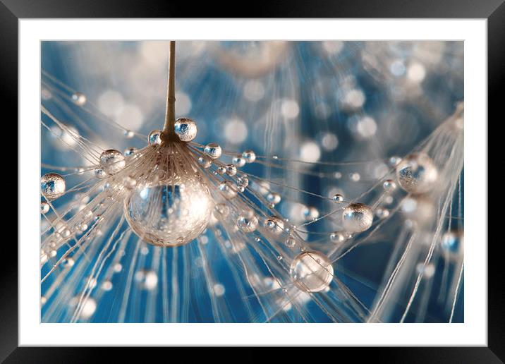  Dandelion Blue Sparkling Drops Framed Mounted Print by Sharon Johnstone