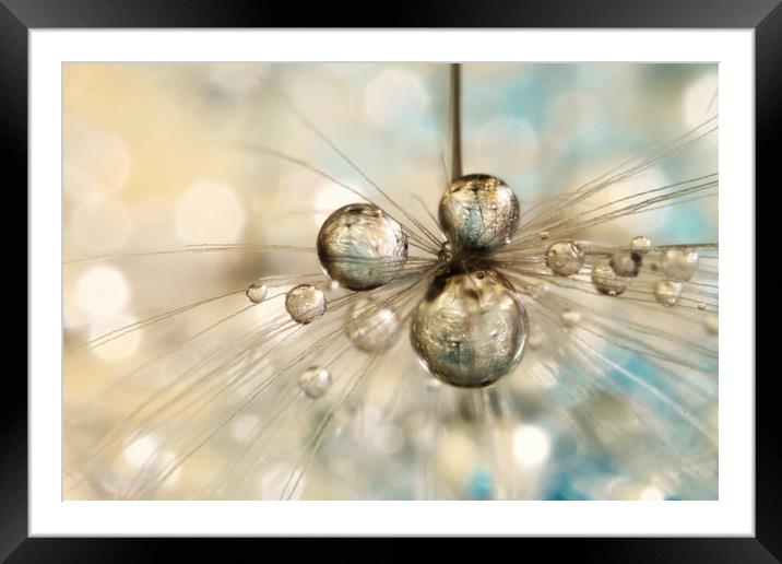 Exploding Dandy Drops Framed Mounted Print by Sharon Johnstone