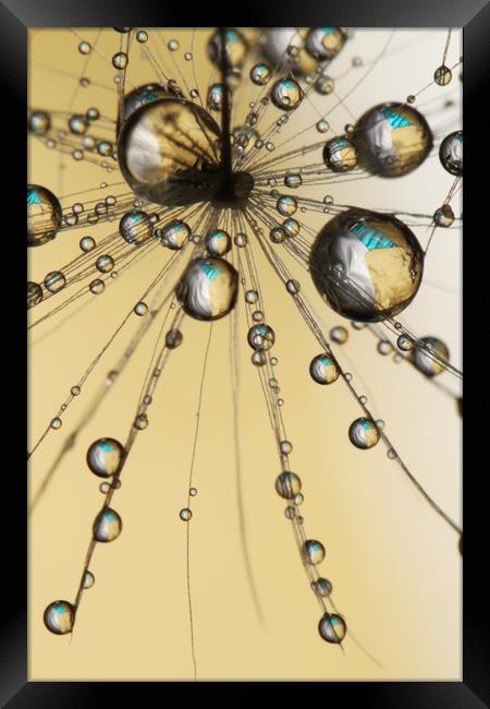 Single Dandy Seed Web Drops Framed Print by Sharon Johnstone