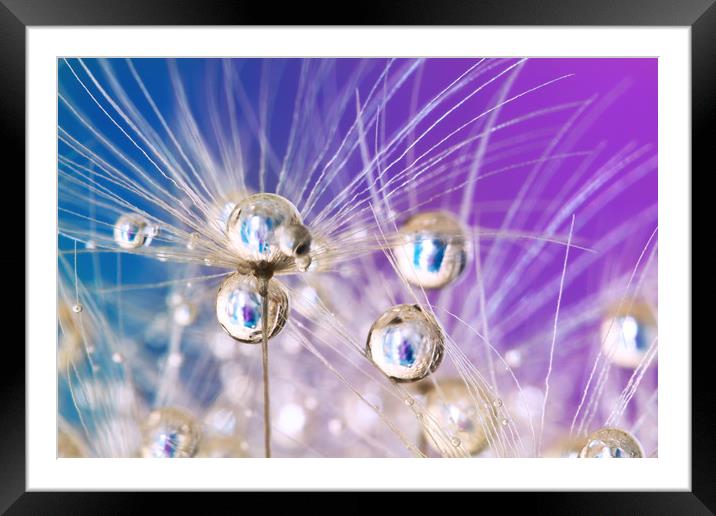 Violet Dandelion Sparkles Framed Mounted Print by Sharon Johnstone