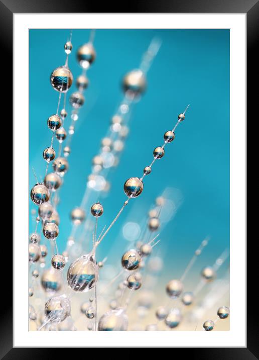 Shooting Star Cactus Blue Framed Mounted Print by Sharon Johnstone