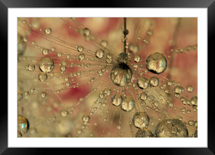 Gold and Red Sparkles Framed Mounted Print by Sharon Johnstone