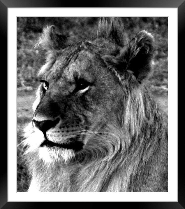Lion in the Masai Mara Kenya Framed Mounted Print by grant norton