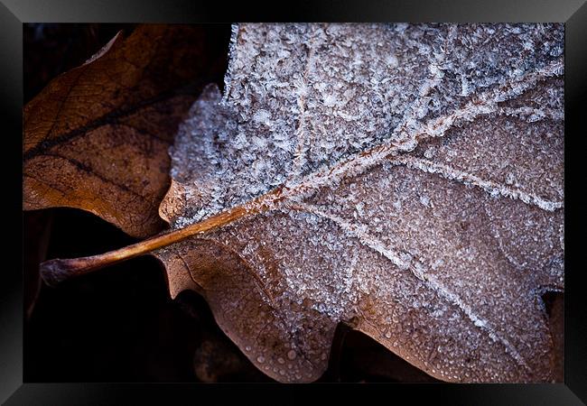 Frosted Oak Leaf Framed Print by Robert Coffey