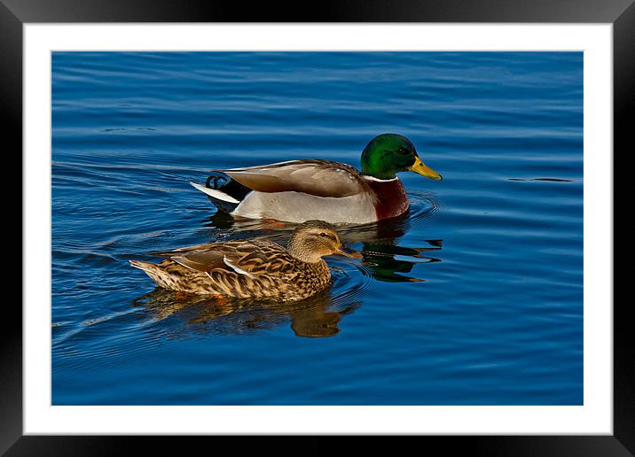 Going for a Swim Framed Mounted Print by Doug Long