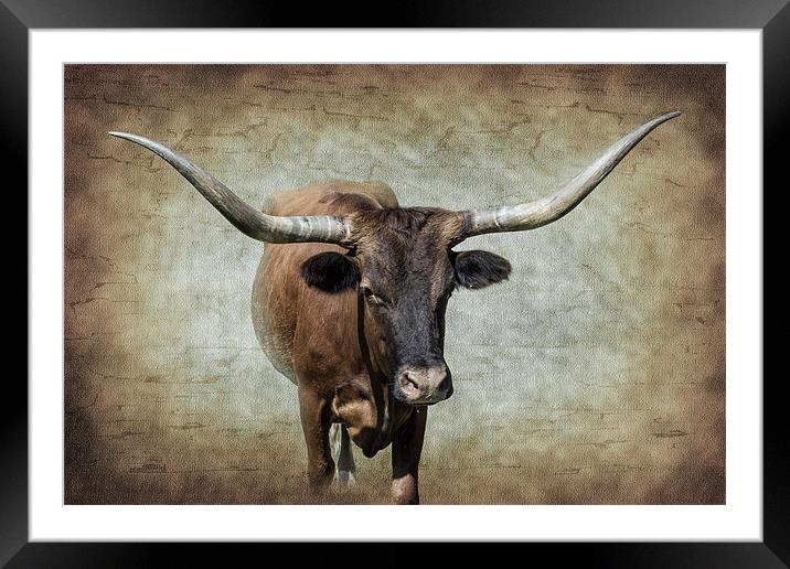 Texsa Longhorn Framed Mounted Print by Doug Long