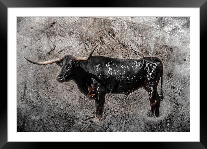 Texas Longhorn Framed Mounted Print by Doug Long