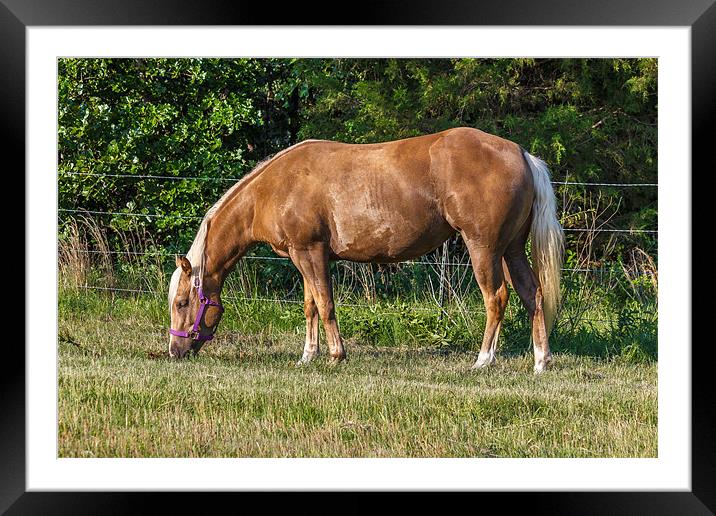 Palomino Quarter Horse Framed Mounted Print by Doug Long