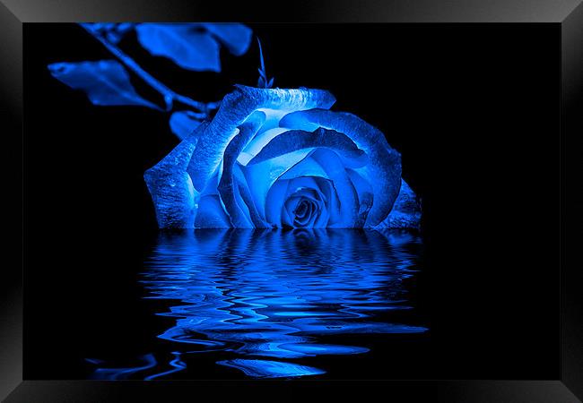 Blue Rose Framed Print by Doug Long