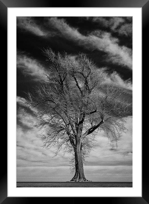 Old Dead Tree Framed Mounted Print by Doug Long