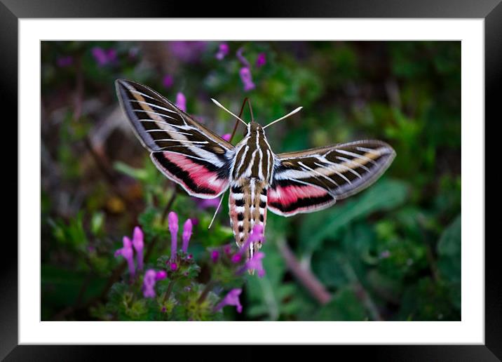 Hummingbird Moth Framed Mounted Print by Doug Long