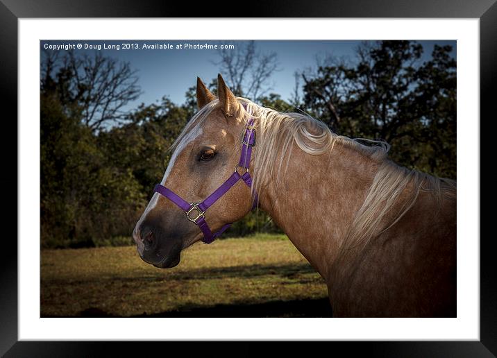Palomino Quarter Horse Framed Mounted Print by Doug Long