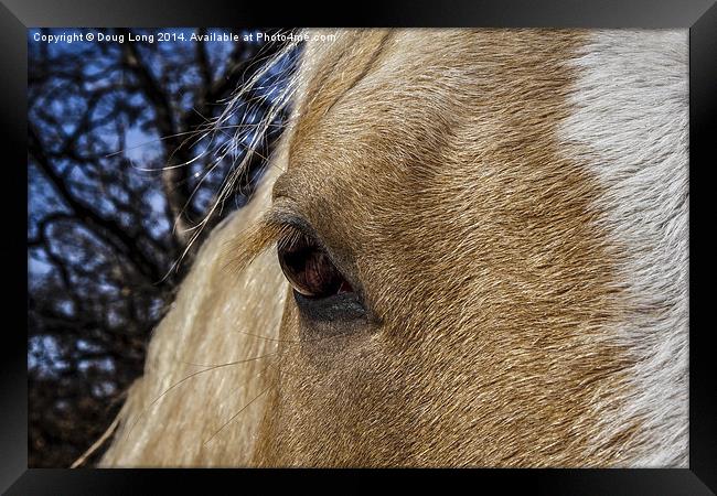 A Palominos Eye. Framed Print by Doug Long