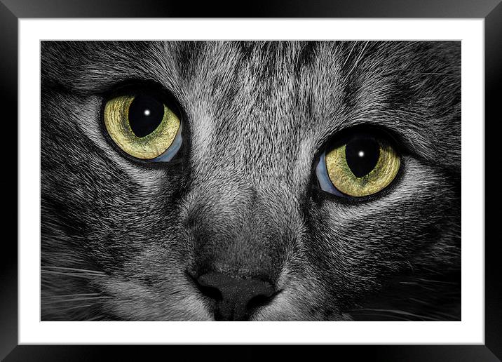 In A Cats Eye B&W Framed Mounted Print by Doug Long