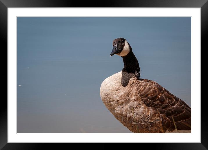 Goose Framed Mounted Print by Doug Long