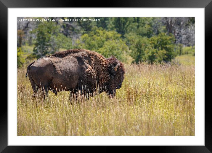 Bison Framed Mounted Print by Doug Long