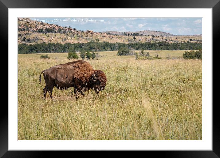 Bison 4 Framed Mounted Print by Doug Long