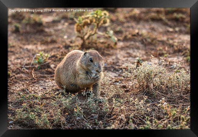  Prairie Dog 7 Framed Print by Doug Long