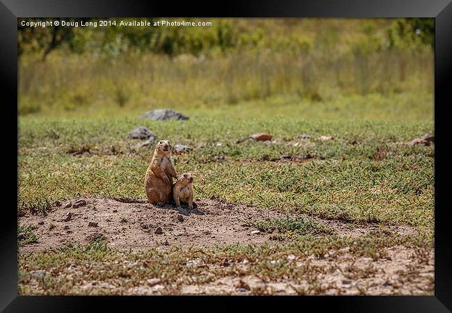  Prairie Dog 4 Framed Print by Doug Long