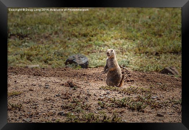  Prairie Dog 2 Framed Print by Doug Long