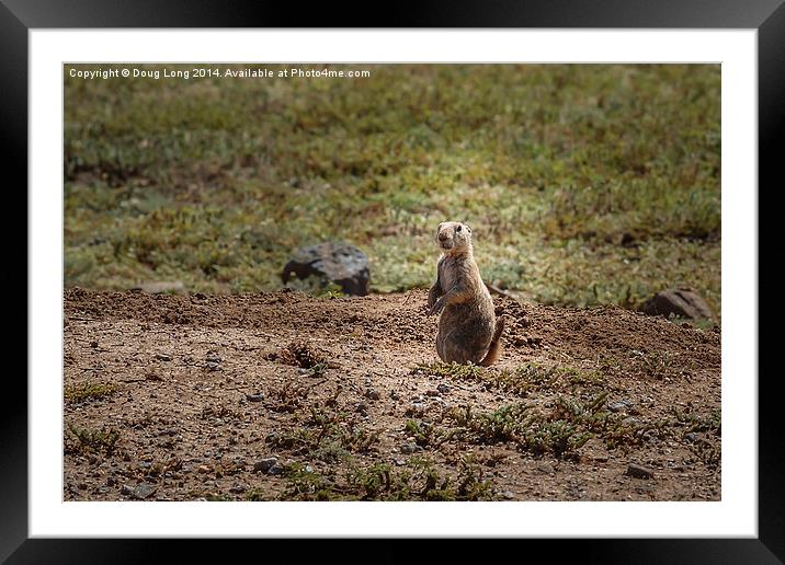  Prairie Dog 2 Framed Mounted Print by Doug Long