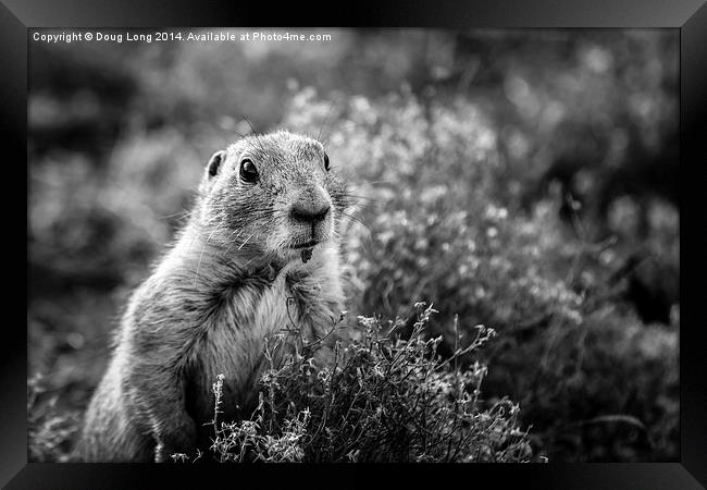  Prairie Dog 8 Framed Print by Doug Long