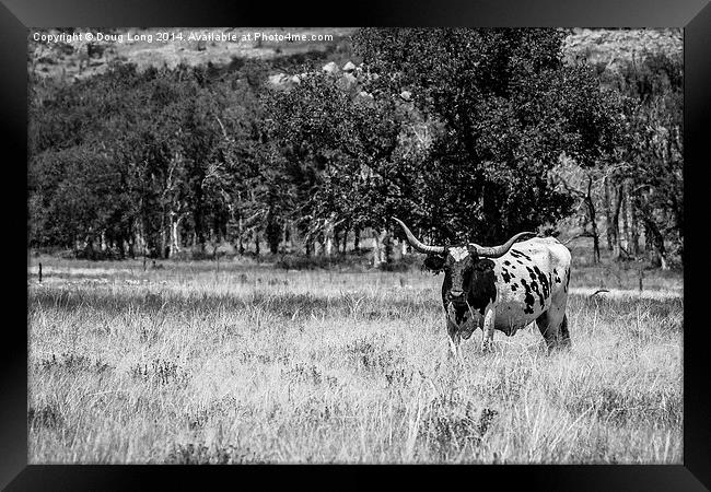 Texas Longhorn in BW  Framed Print by Doug Long