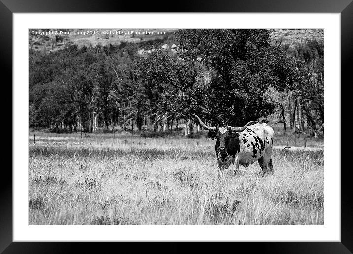 Texas Longhorn in BW  Framed Mounted Print by Doug Long