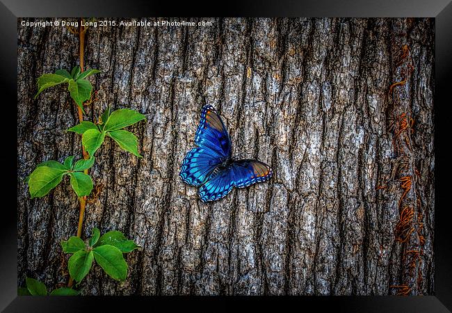 Blue Butterfly Framed Print by Doug Long