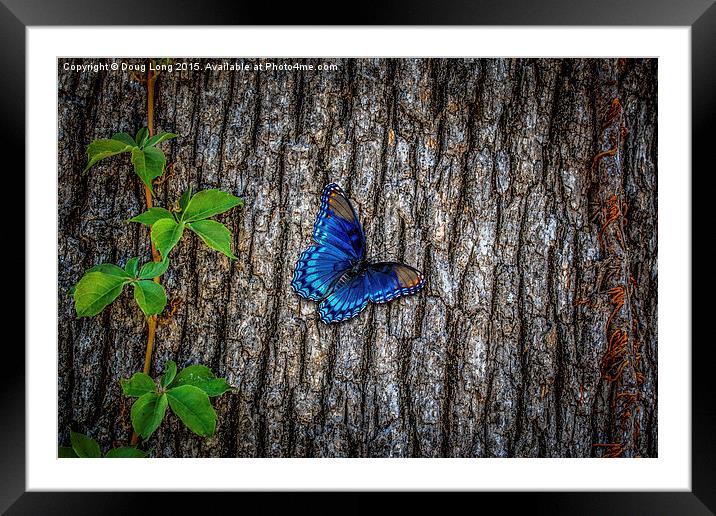 Blue Butterfly Framed Mounted Print by Doug Long