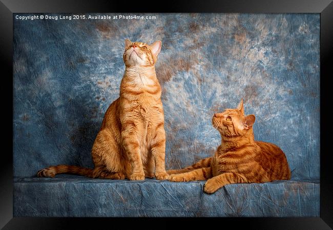 A Pair of Cats Framed Print by Doug Long