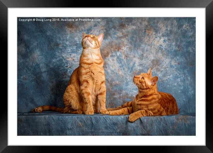 A Pair of Cats Framed Mounted Print by Doug Long