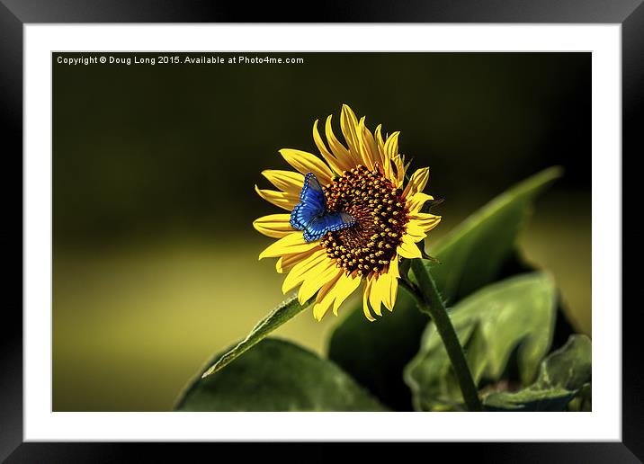 Butterflys-N-Flowers Framed Mounted Print by Doug Long