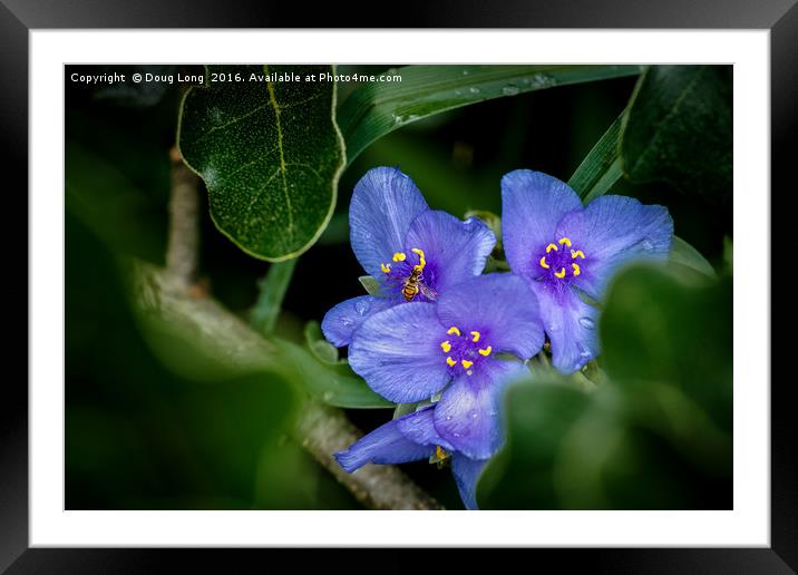 Spiderwort with Bee Framed Mounted Print by Doug Long