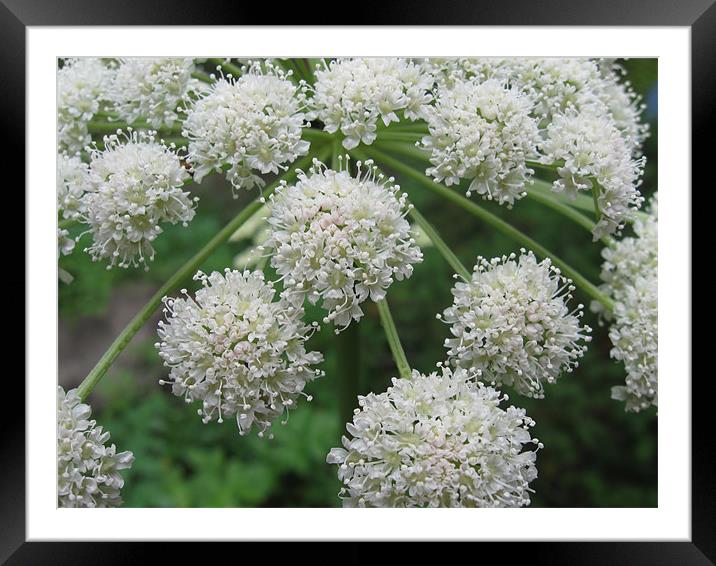 Blossoms Framed Mounted Print by Mariah Porter