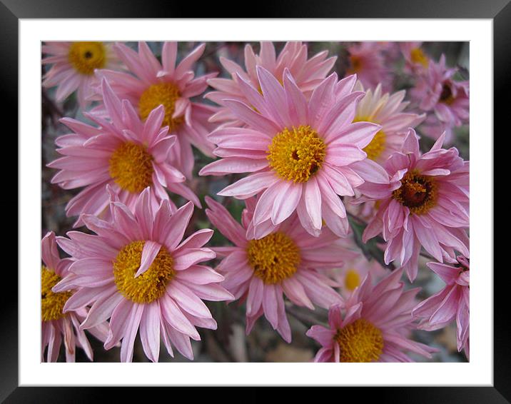 Pretty in Pink Framed Mounted Print by Mariah Porter