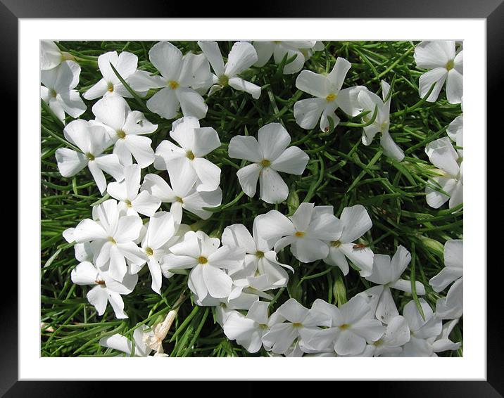 White Flowers in Grass Framed Mounted Print by Mariah Porter