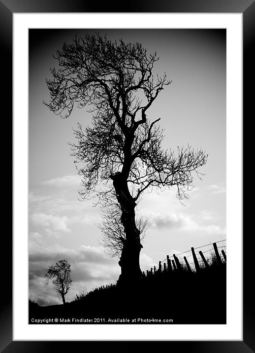 Tree and Friend Framed Mounted Print by Mark Findlater