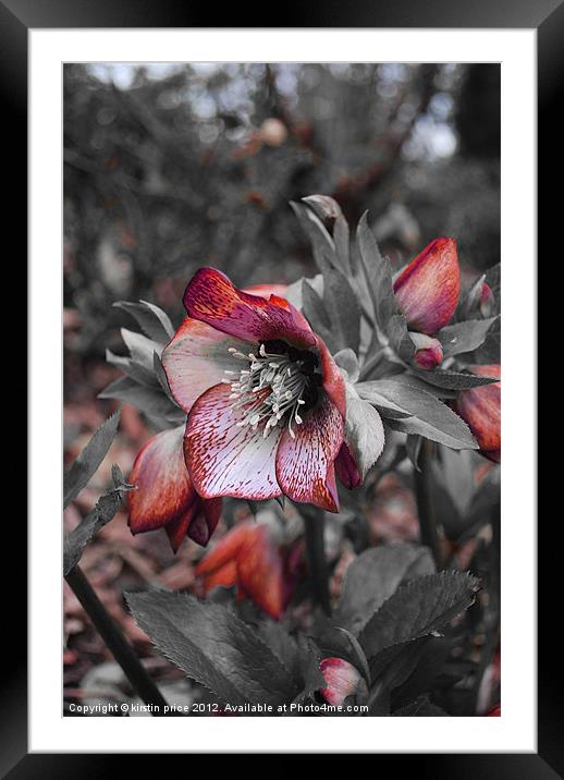 a rose by any other name Framed Mounted Print by kirstin price